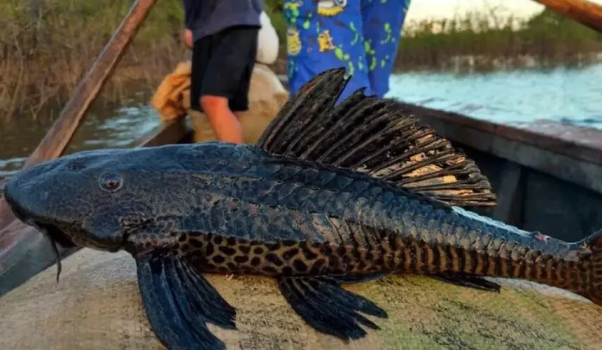 El pez diablo disminuye la pesca en Laguna de Chiricahueto