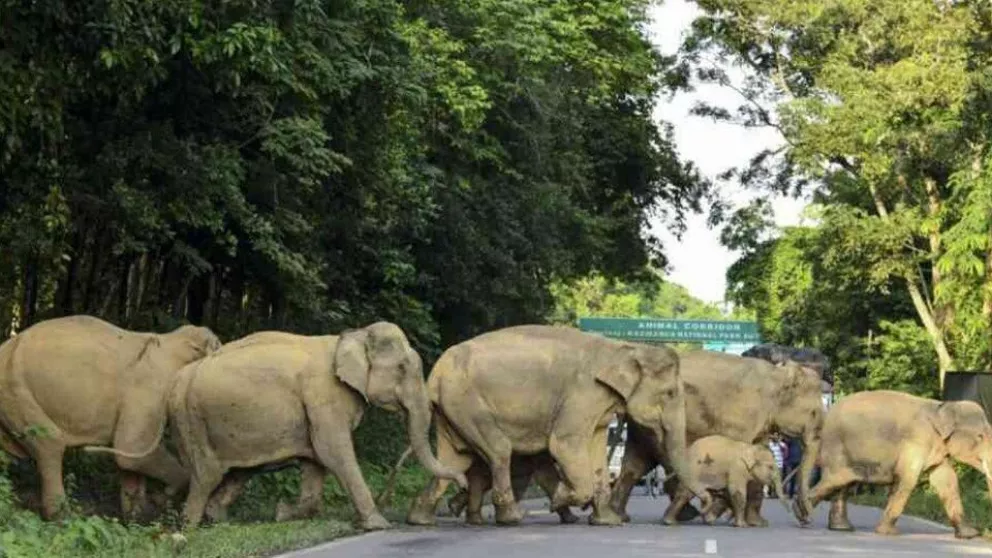 La manada de elefantes que desconcertó al mundo va de regreso a casa