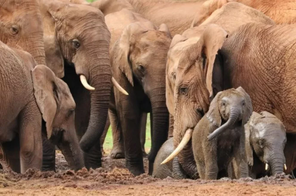 3 series y documentales de naturaleza para ver en Netflix