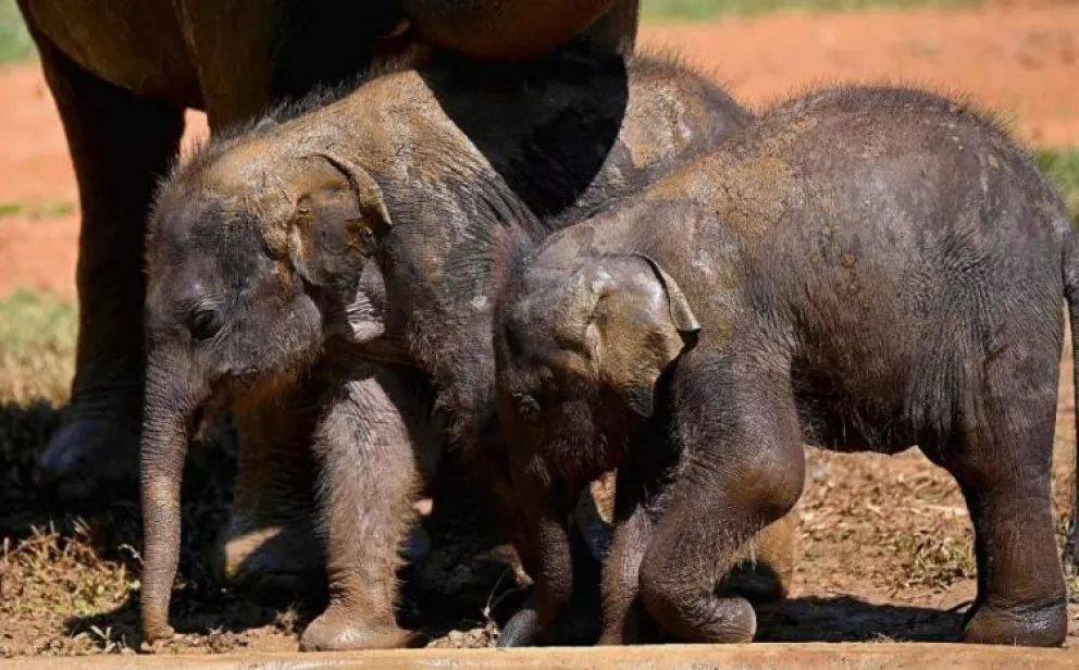 Nacen elefantes gemelos en Kenia