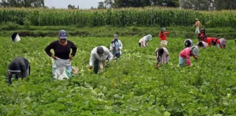 Sector agropecuario impulsa reactivación del empleo en México