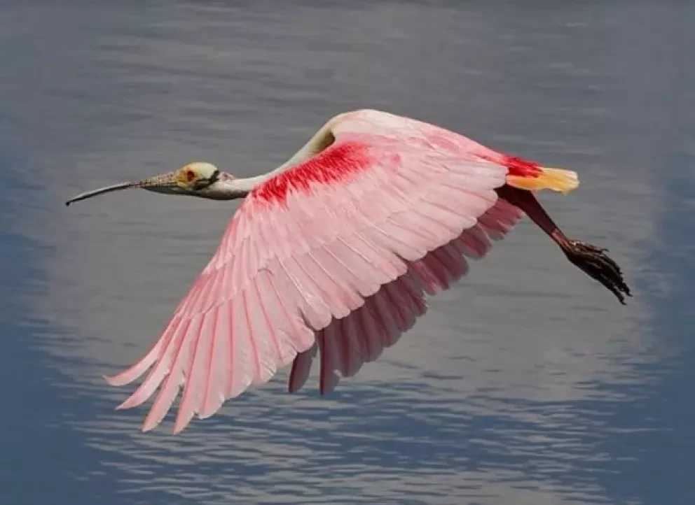 Las aves como detonantes del movimiento de conservación