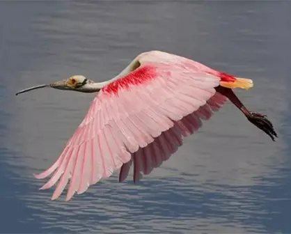 Las aves como detonantes del movimiento de conservación