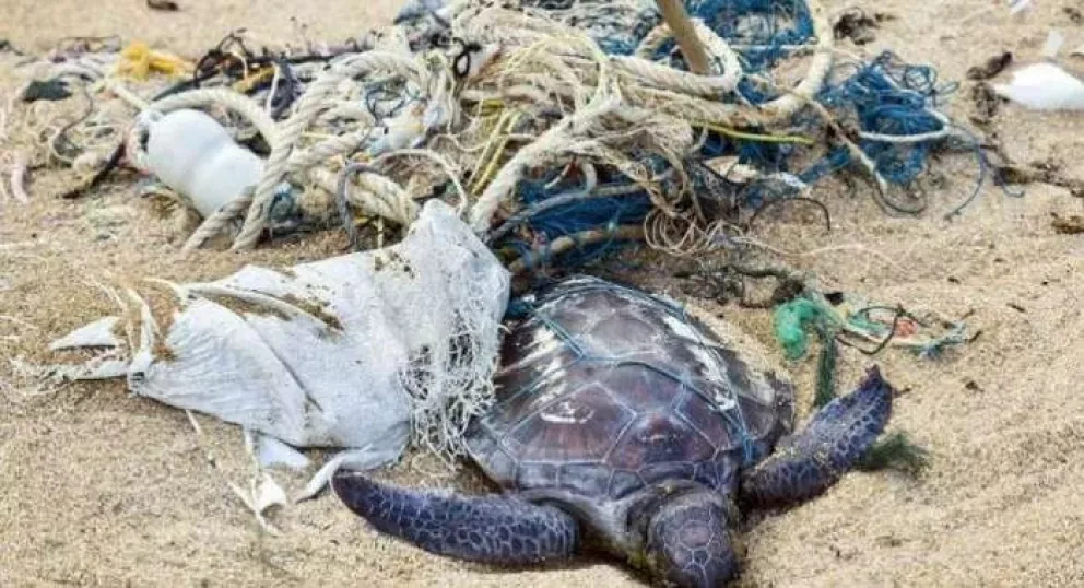 Las “Especies bandera marinas” y su ingesta plástica