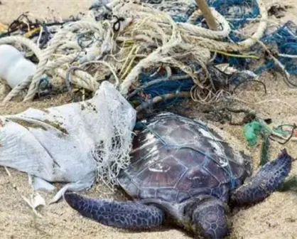 Las “Especies bandera marinas” y su ingesta plástica