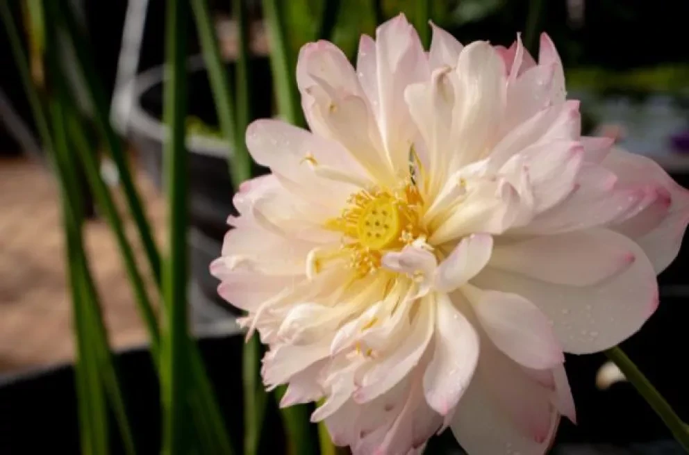 Tómale una foto al estanque del Jardín Botánico y gana premios