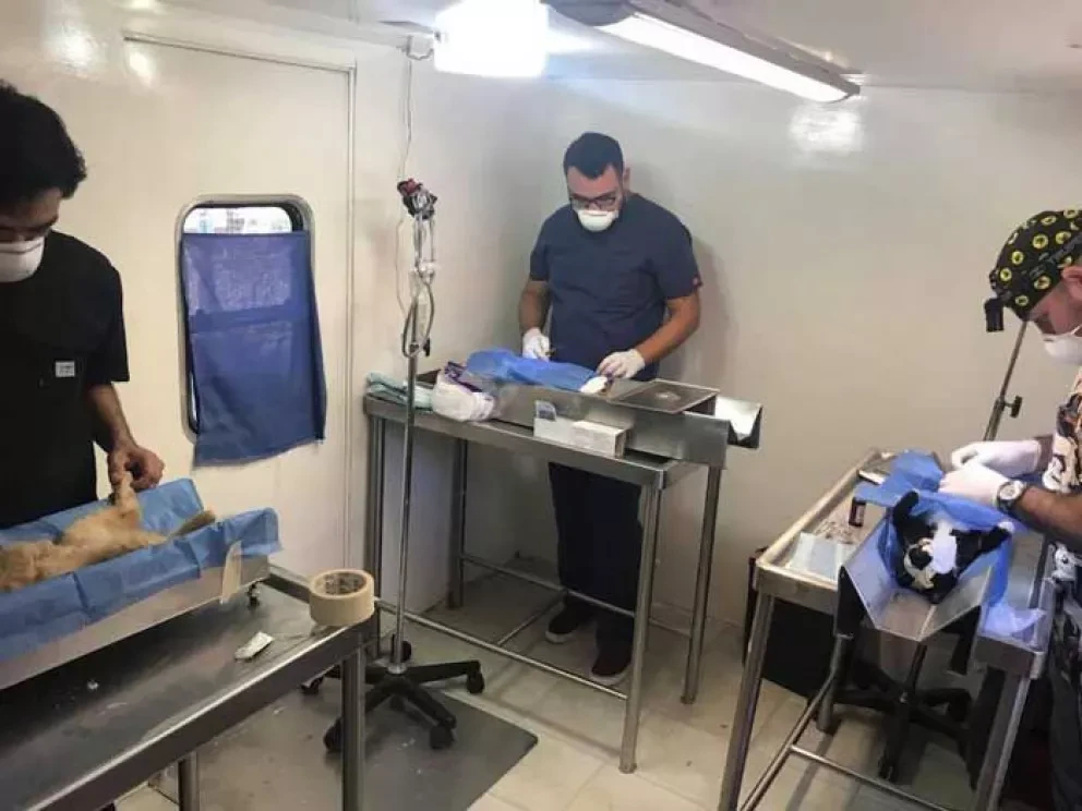 Campaña de esterilización gratuita en Culiacán