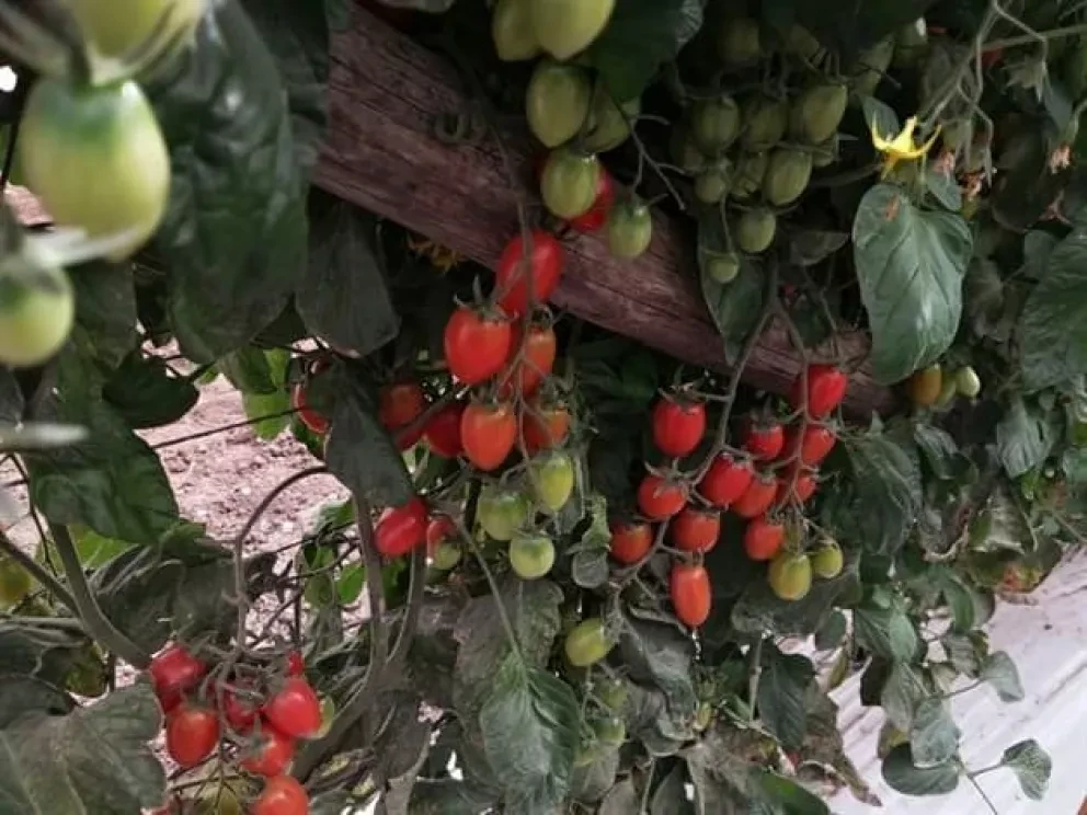 Buscan compradores para productos del campo sinaloense