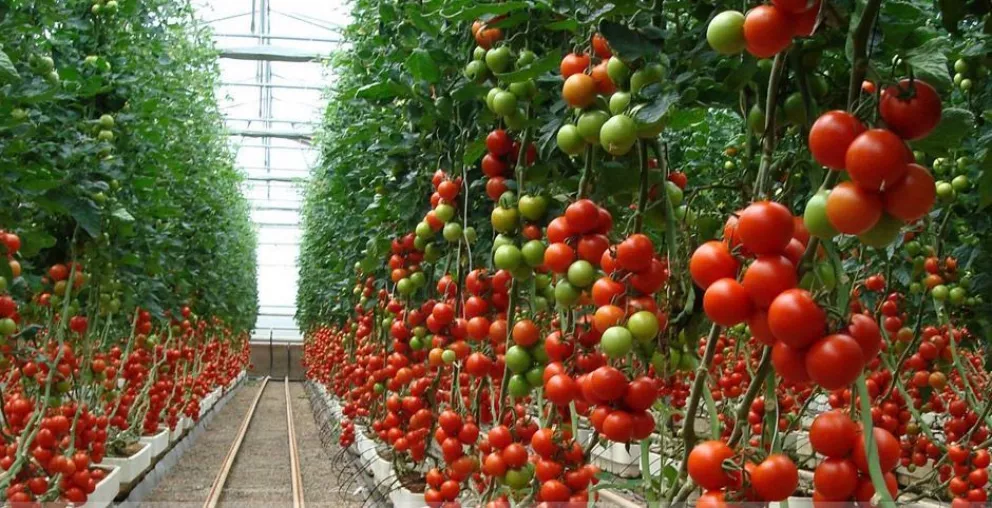 México busca un nuevo récord en la exportación de Tomate