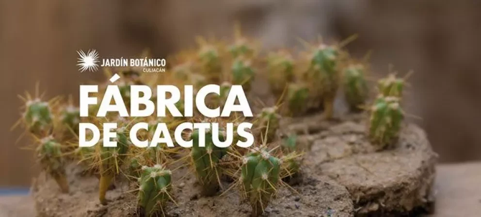 Fábrica de cactus en el Botánico, cine familiar y más eventos en Culiacán