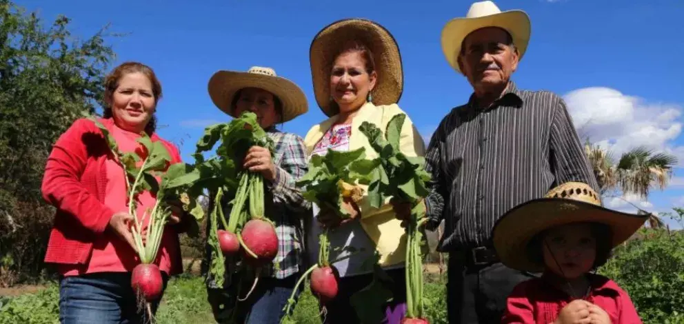 Cosechan rábanos gigantes en Mocorito, Sinaloa