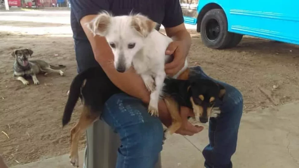 Reactivan campañas de castración de mascotas en Villa Juárez
