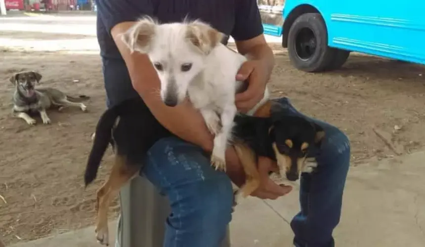 Reactivan campañas de castración de mascotas en Villa Juárez