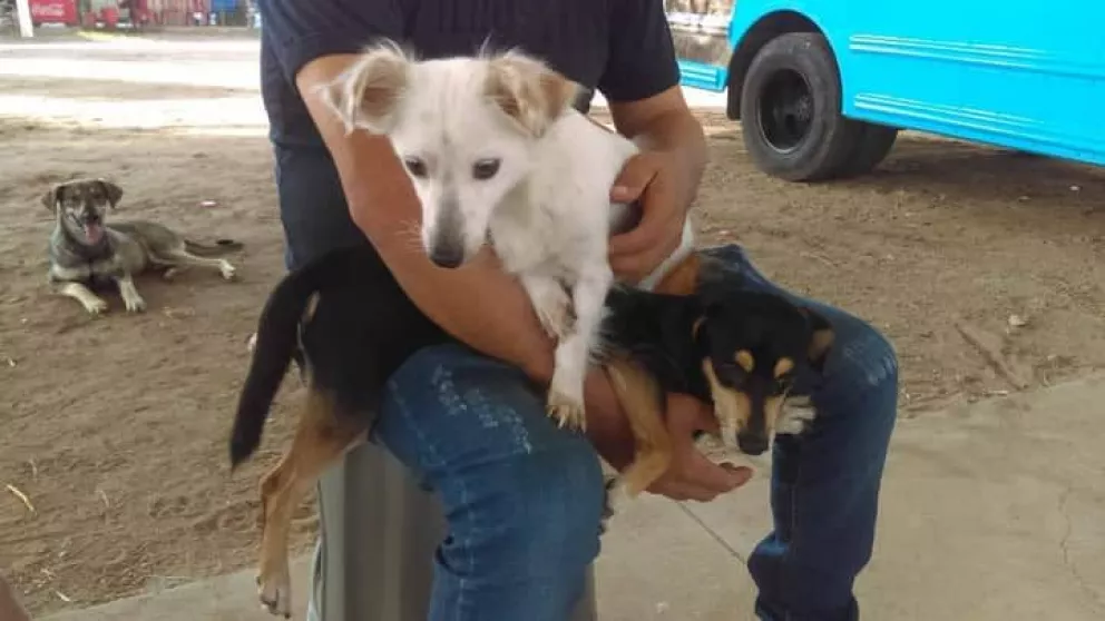 Reactivan campañas de castración de mascotas en Villa Juárez
