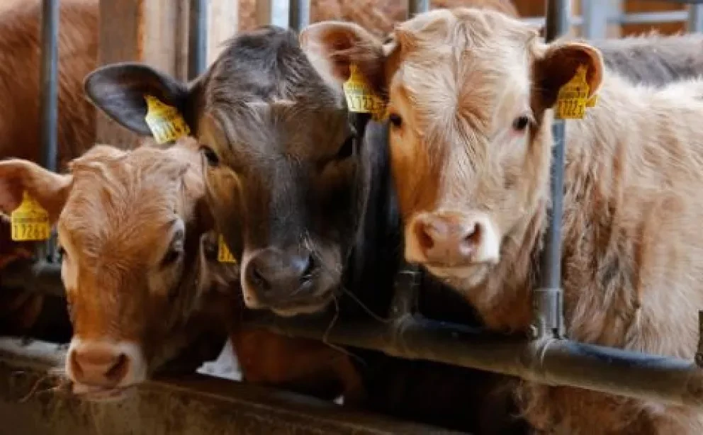 ¿El fin de la carne?