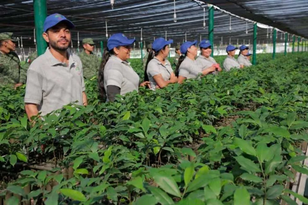 Producirán SEDENA Y SEDESU 250 mil árboles para municipios de Sinaloa