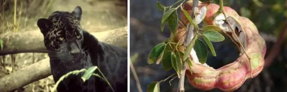 La flora y fauna de Sinaloa, una belleza por descubrir