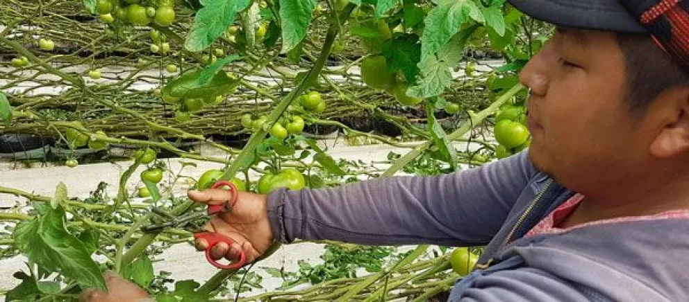 Erradicado trabajo infantil con agricultores de AARC