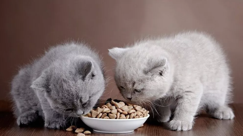 ¿Un gatito puede comer comida de gato adulto?