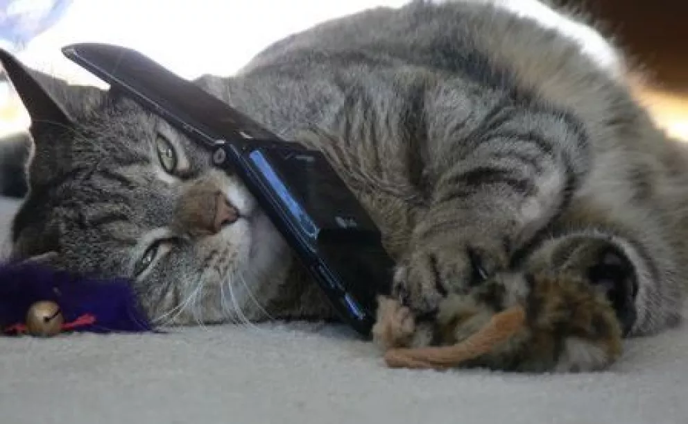 8 meses después, gato perdido es encontrado con un celular al escucharlo maullar