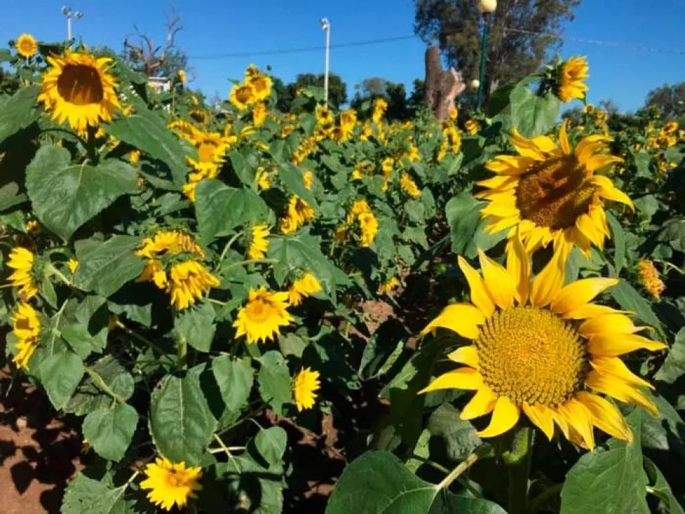 Girasoles en Guasave ven el sol por primera vez