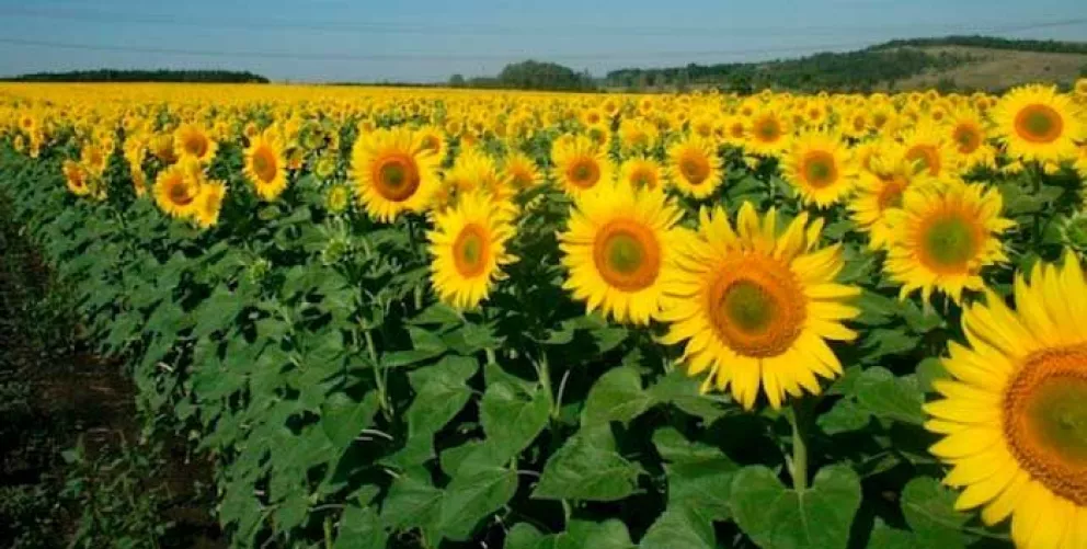 El nuevo campo de girasoles en Sinaloa estará en Guasave