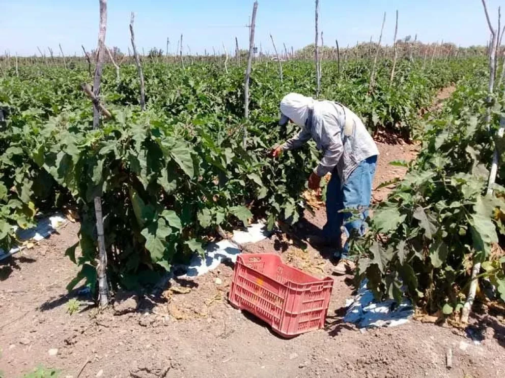 Golpe de calor: peligro para trabajadores agrícolas
