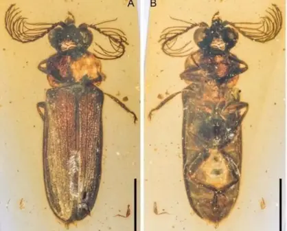 Hallado en ámbar un escarabajo de luz de hace 100 millones de años
