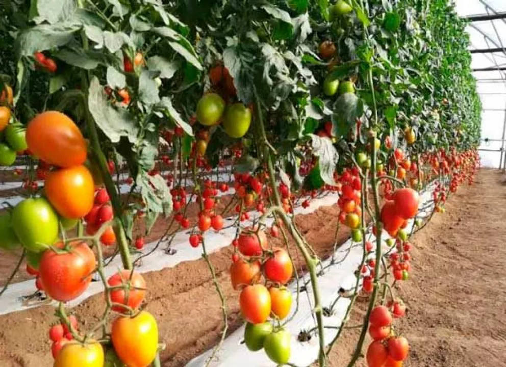 La producción de hortalizas razón de vida en Villa Juárez