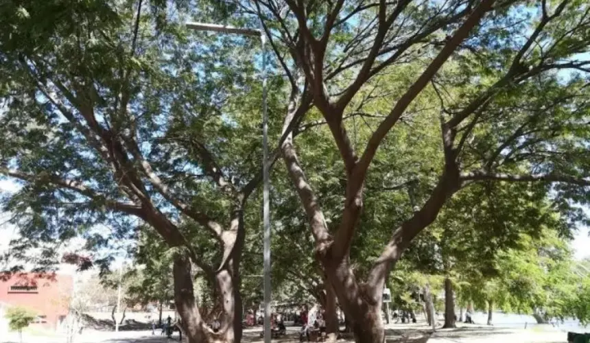 El árbol de huanacaxtle es el tesoro de los parques públicos