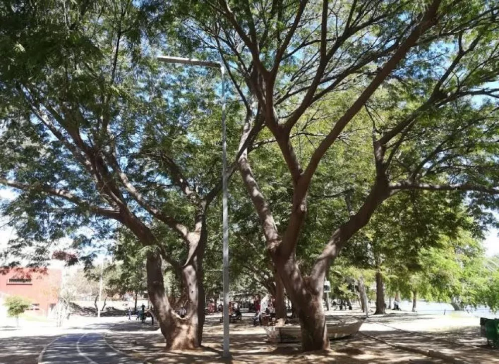 El árbol de huanacaxtle es el tesoro de los parques públicos