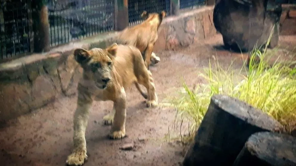 La sociedad es un apoyo para animales del Zoológico
