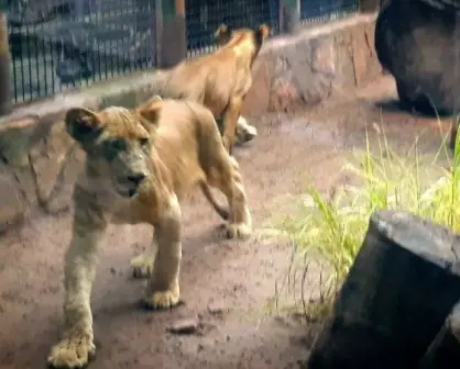 La sociedad es un apoyo para animales del Zoológico