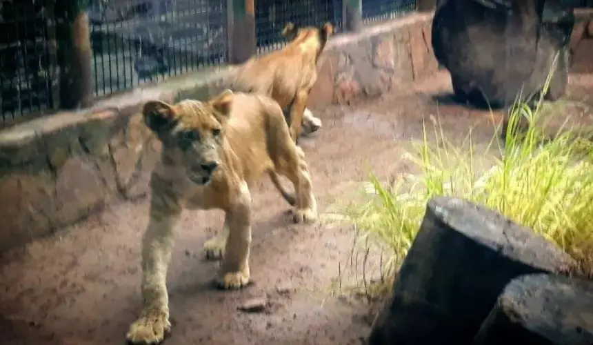 La sociedad es un apoyo para animales del Zoológico