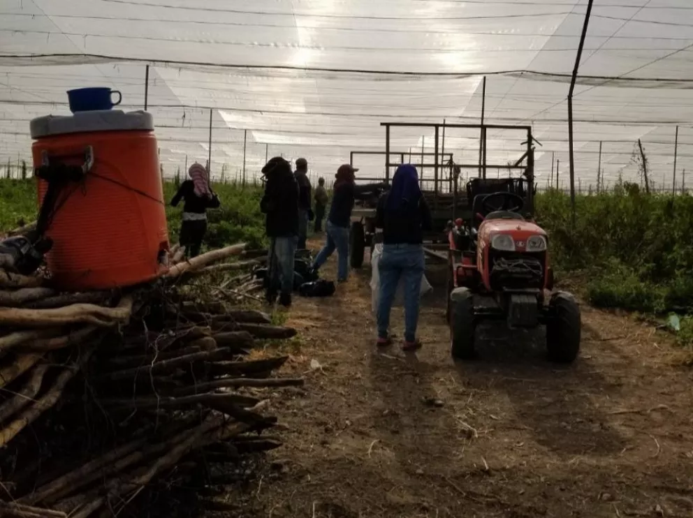 Trabajadores agrícolas enfrentan la pandemia en Villa Juárez