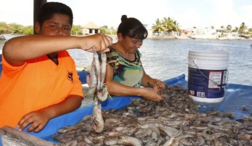 Inicia la captura de camarón en Bahía de Altata con optimismo