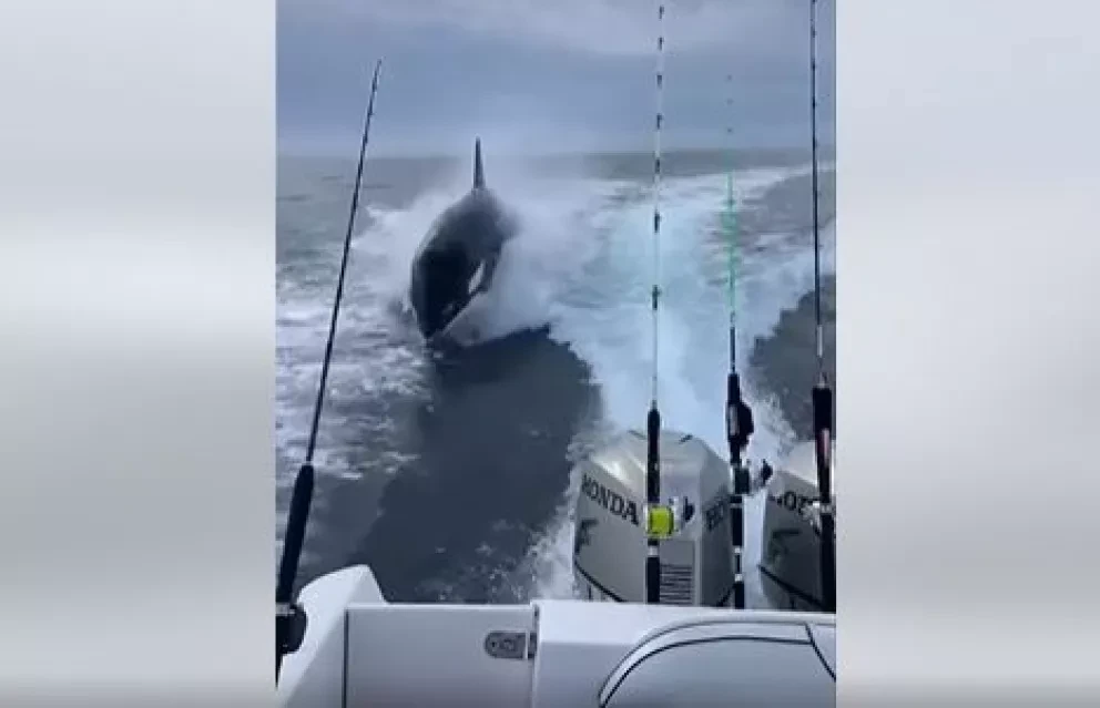 Jóvenes logran avistamiento de orcas en Sinaloa