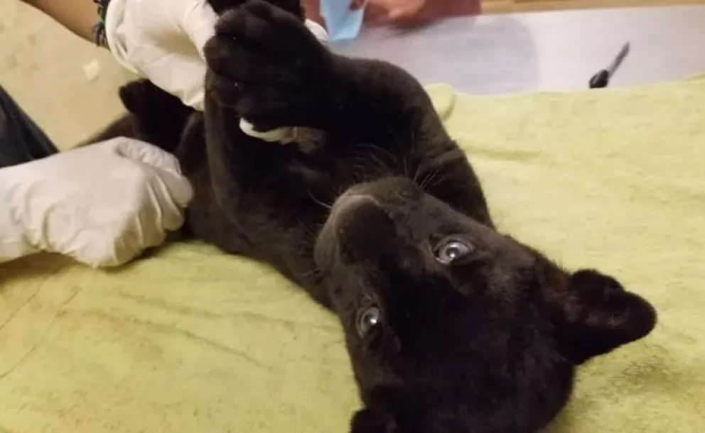 Por primera vez nace en Zoológico de Culiacán jaguar pantera