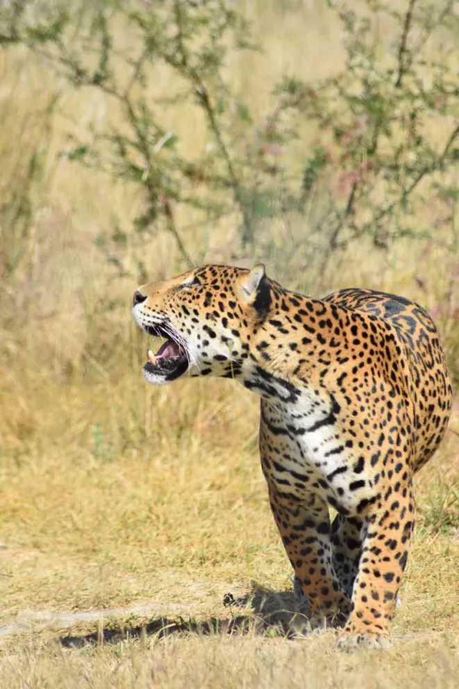 Población de jaguar con tendencia a subir en Sinaloa
