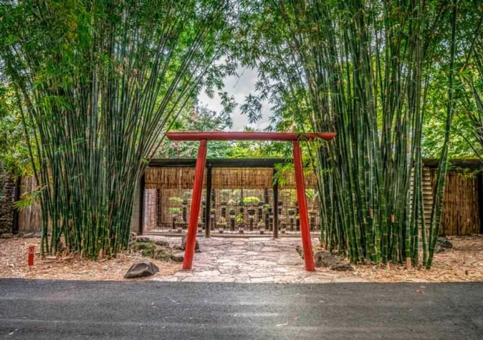 Jardín en Escena: la unión entre el arte y la botánica en Culiacán