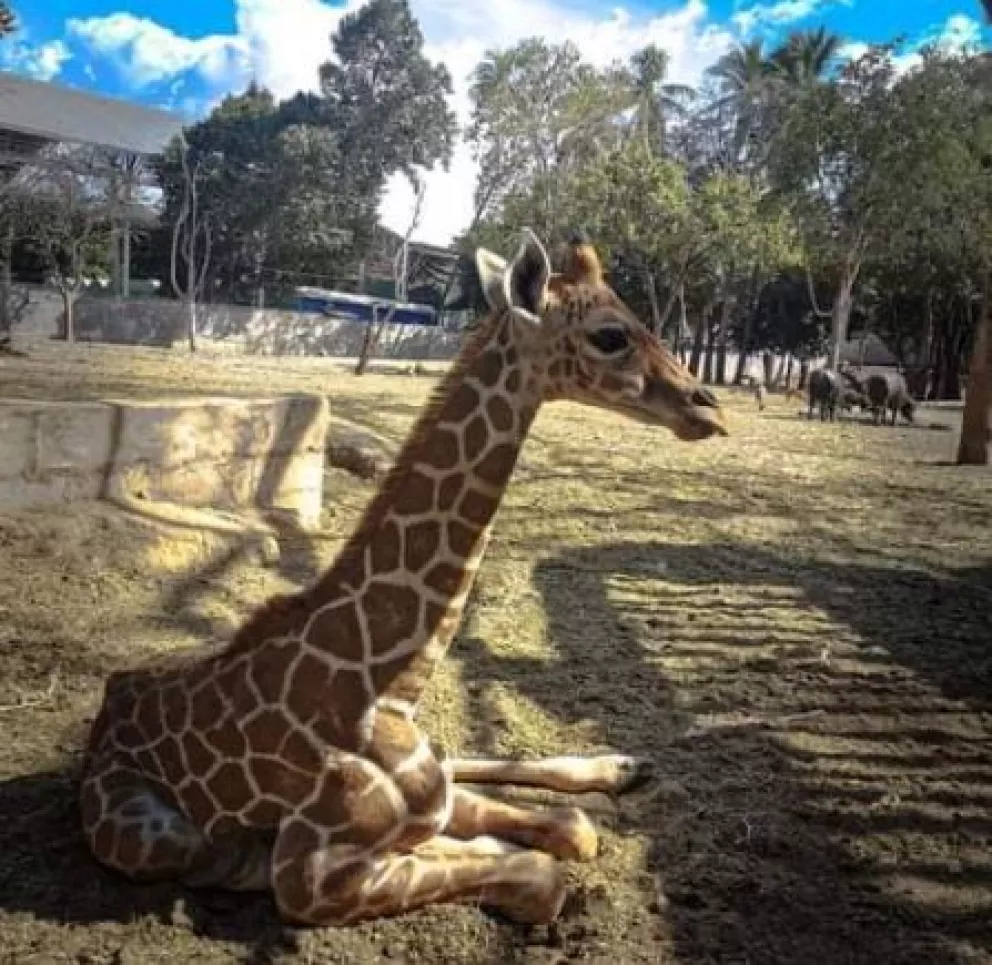 ¿Ya conoces la nueva jirafa del Zoológico de Culiacán? Visítala