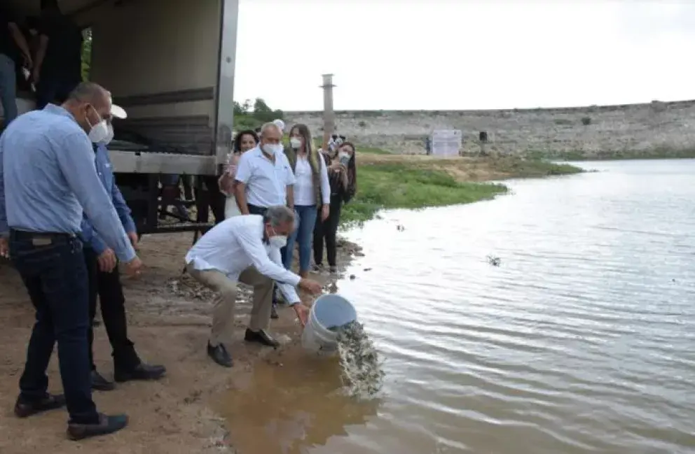 Siembran de Alevines de tilapia en Presa Sanalona