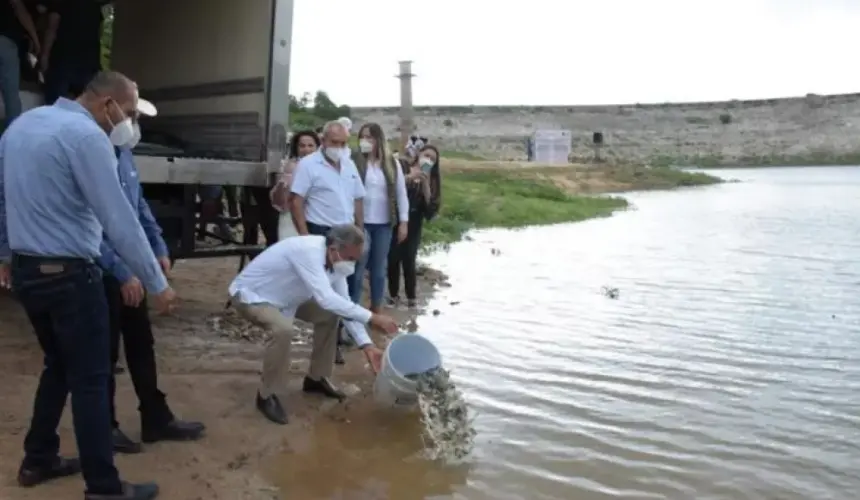 Siembran de Alevines de tilapia en Presa Sanalona