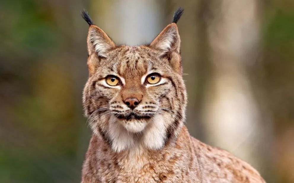Filman a lince caminando en la Ciudad de México