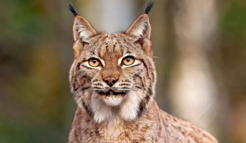 Filman a lince caminando en la Ciudad de México