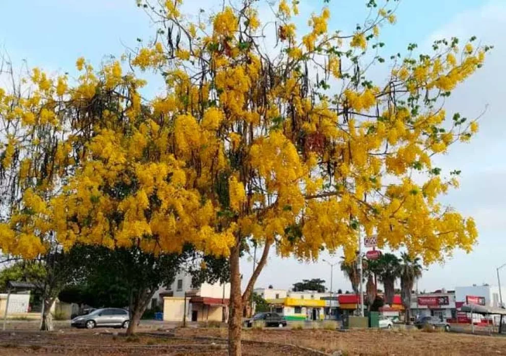 Lluvia de oro embajadora de Egipto en Sinaloa