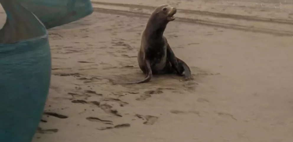 Rescataron el lobo marino herido de las playas de Altata