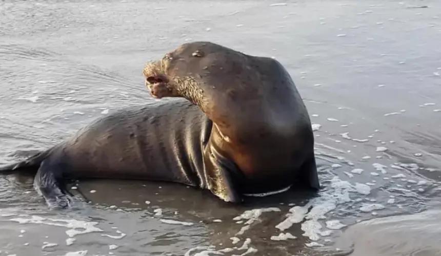 Rescatan en playas de Altata segundo lobo marino herido