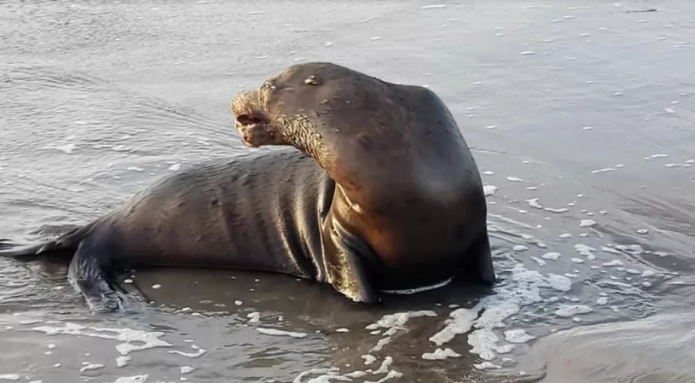 Rescatan en playas de Altata segundo lobo marino herido