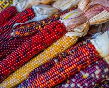 El maíz y su importancia para México y Sinaloa